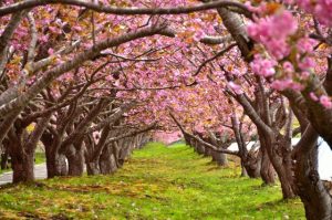 函館の桜