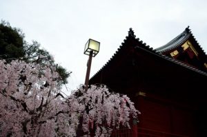 上野東照宮の桜